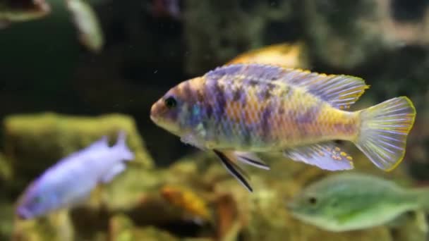 Una bandada de peces de arrecife brillantes coloridos come los crecimientos de sus algas en las piedras. — Vídeo de stock