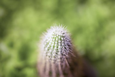 Bir sürü dikenli yeşil kaktüs.