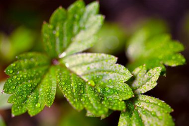 Yaban çileği yapraklarının üzerine su damlaları.