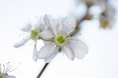 Çiçek açan bir kiraz dalı. Kirazın beyaz çiçekleri.