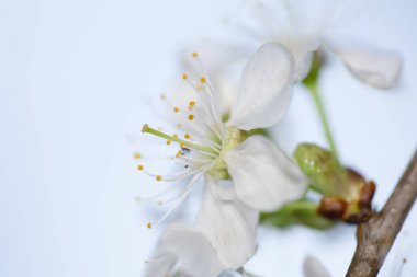 Çiçek açan bir kiraz dalı. Kirazın beyaz çiçekleri.