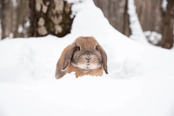 Dutch Rabbit Sits Snow — Stock Photo, Image