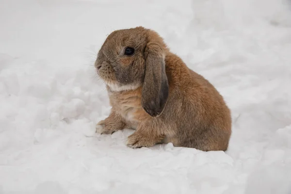 Dutch rabbit sits in the snow.