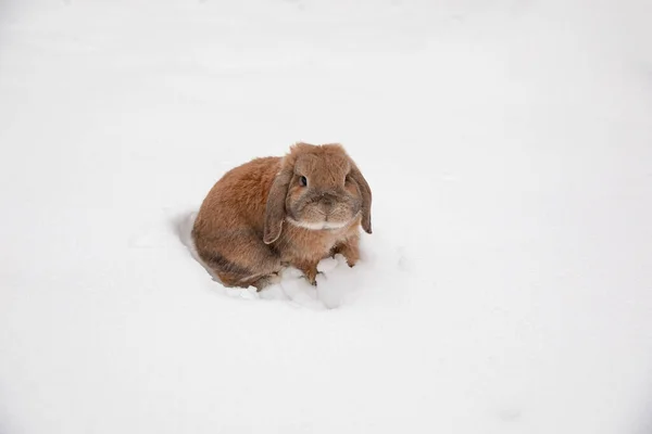 Dutch rabbit sits in the snow.