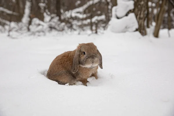 Dutch Rabbit Sits Snow — Stock Photo, Image