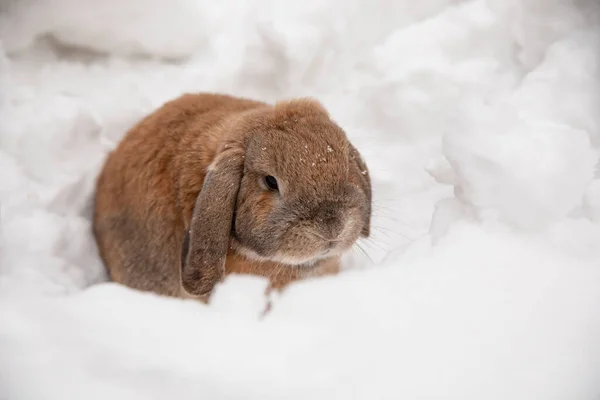 Dutch rabbit sits in the snow.