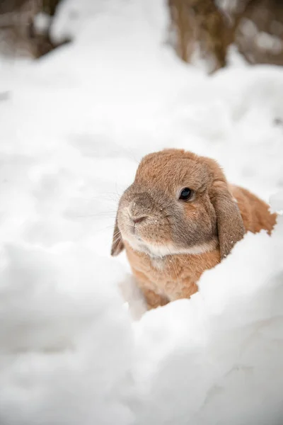Dutch Rabbit Sits Snow — Stock Photo, Image