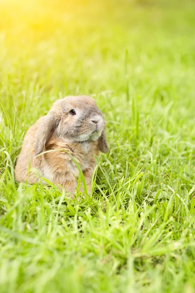 Кролик Голландії Сидить Зеленому Галявині Голланд Лоп Сонці Траві Сидить — стокове фото