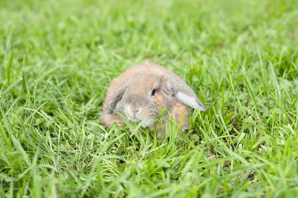 荷兰折叠兔坐在绿草上 矮小的荷兰公羊兔荷兰Lop — 图库照片