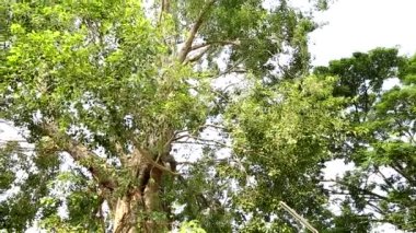 Güneş ışığı ile güzel bir ağaç