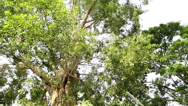 Un bel arbre avec la lumière du soleil — Video