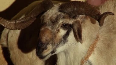 Keçi fotoğraf makinesindeki bak