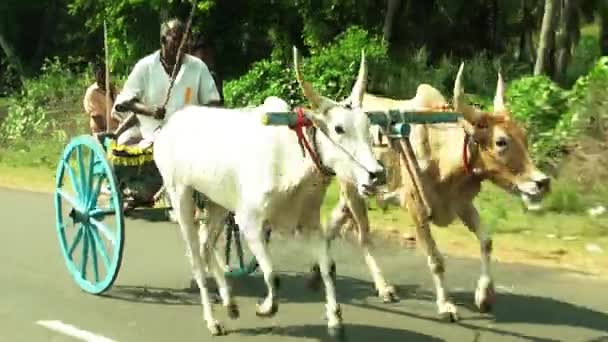 インド マドゥライにある小さな町でマドゥライ (インド) 2015 年 7 月 22 日: 去勢牛カートのレース — ストック動画
