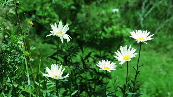 Μαργαρίτα άγρια λουλούδια, όμορφη άνοιξη — Αρχείο Βίντεο