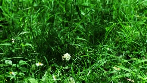 Flores de margarita silvestre, hermosa primavera — Vídeo de stock