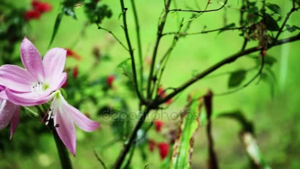 Csöpög az eső a rózsaszín virágok garden.romantic gyönyörű kert — Stock videók