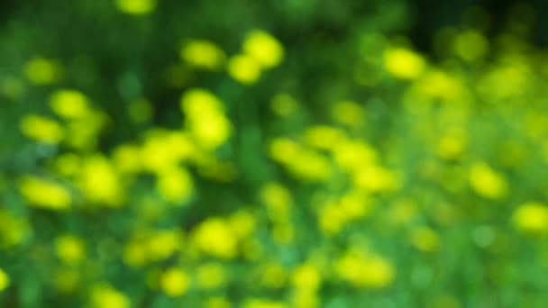 Schöne gelbe Farbe wildes Gänseblümchen Blumen — Stockvideo