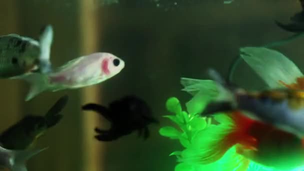 Gouden vissen zwemmen in een aquarium, Vissen in het aquarium — Stockvideo