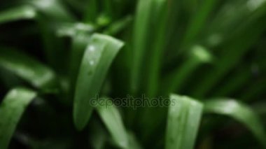 Bahçedeki pembe çiçek