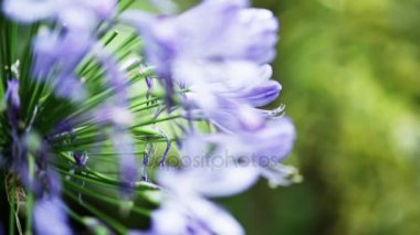 Violante çiçek portre