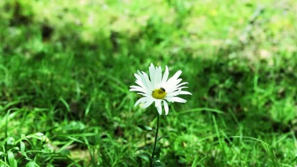 Flores de margarida selvagens, tempo de primavera bonito — Vídeo de Stock