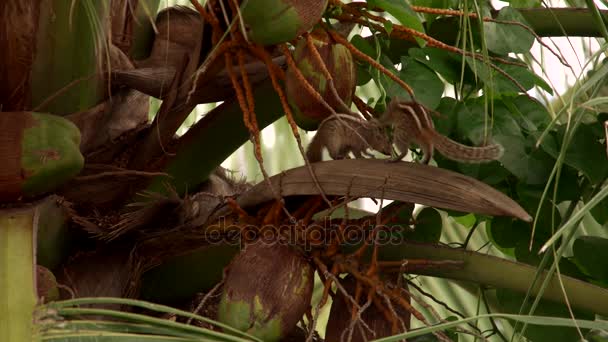 A Squirrels loves on coconut tree — Stock Video