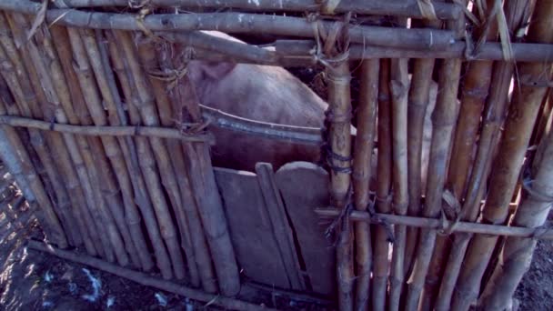 吃后面的栅栏，猪场猪的细节 — 图库视频影像
