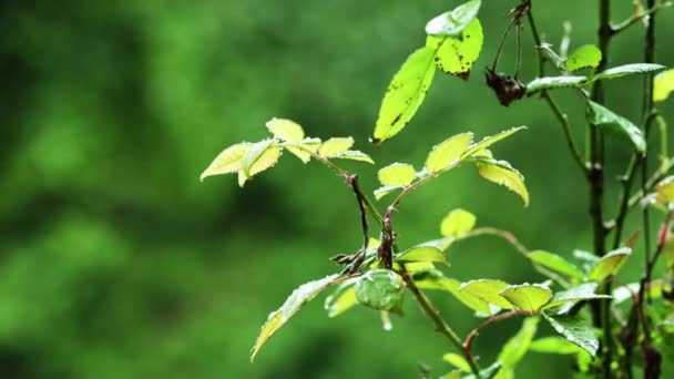 赤い花と空と植物の背景に草の雨しずく。ロマンチックな花、美しい庭園 — ストック動画