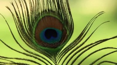 Bir Closeup tavus kuşu tüyü