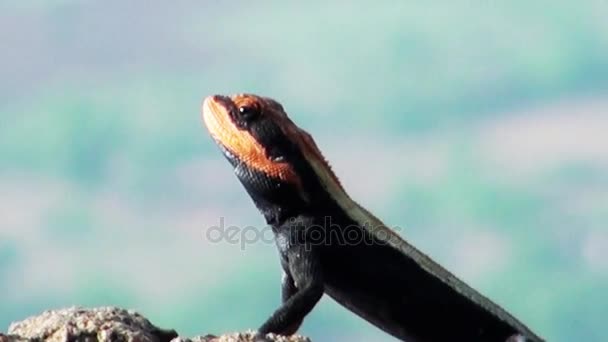 Eidechse schaut in Nahaufnahme auf Kamera. — Stockvideo