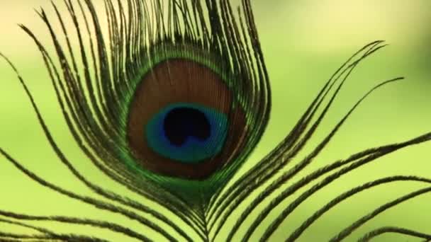 Een close-up peacock feather — Stockvideo