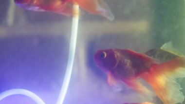 Akvaryumdaki balıklar, akvaryumda yüzen balıklar.