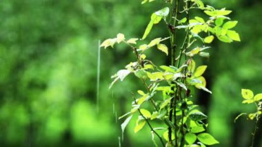Yağmur damlar üzerinde çiçek garden.romantic çiçek, güzel Bahçe