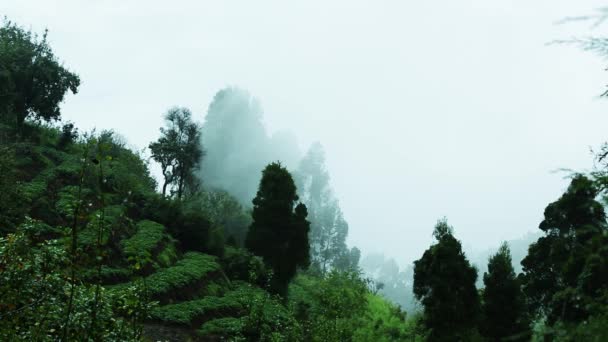 Bulutlar dağın üstünden geçmek. Ağaçlarda bulut artıkları ile yeşil yamaç — Stok video