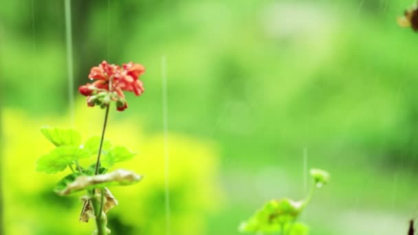 Pesante pioggia gocciola sui fiori rossi e l'erba sullo sfondo del cielo e delle piante. fiori romantici, bel giardino — Video Stock