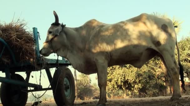 Cow eat hay next to a haystack in a farmland plot — Stock Video