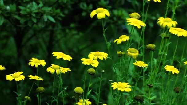 Άγρια λουλούδια καθημερινά στο καταπράσινο γρασίδι — Αρχείο Βίντεο