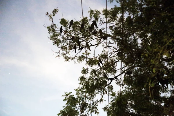 Kråkor sittande på en gren i ett träd på kvällen — Stockfoto