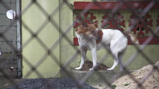 LOW MOTION - Olhando para fora do cão — Vídeo de Stock