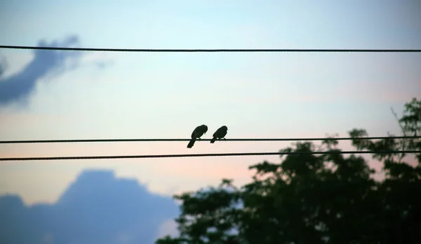 青の背景に電線ケーブルの鳥のシルエット — ストック写真