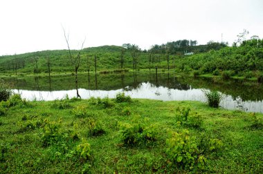 Nehir kıyısında doğa saflık çim 