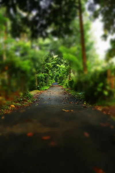 Красива стежка в зеленому лісі . — стокове фото