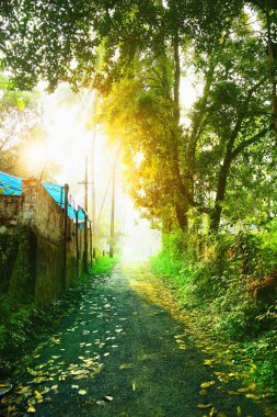 Yol yol yol ormandaki