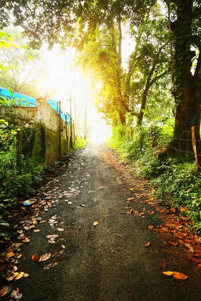 Path Road Way Pathway On Sunny Day In Summer Forest. Sunbeams Pour Through Trees. Indian Nature