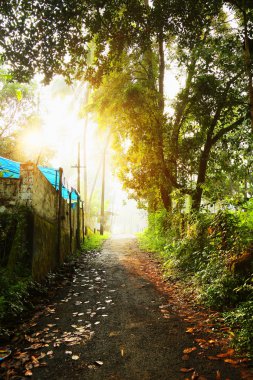 Yol yol yol yol güneşli yaz ormandaki. Güneş ışınları ağaçların arasından dökün. Hint doğa