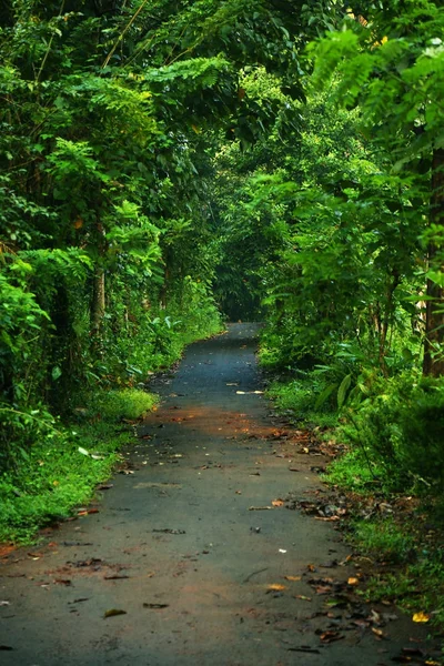 绿色森林中的美丽道路 — 图库照片
