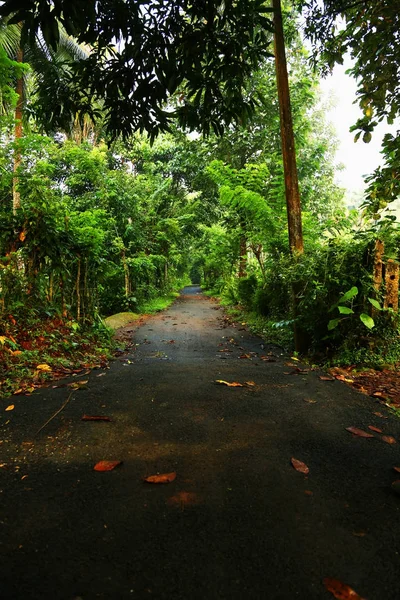 Camino en el bosque verde —  Fotos de Stock