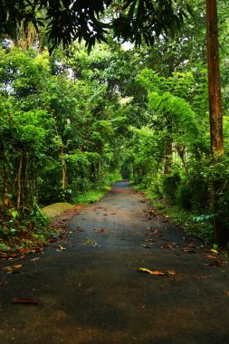 Yeşil ormandaki güzel yolu
