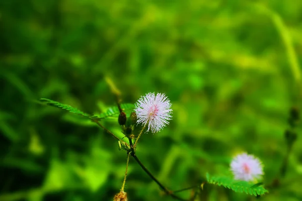 Wild roze mimosa met natuur achtergrond. — Stockfoto