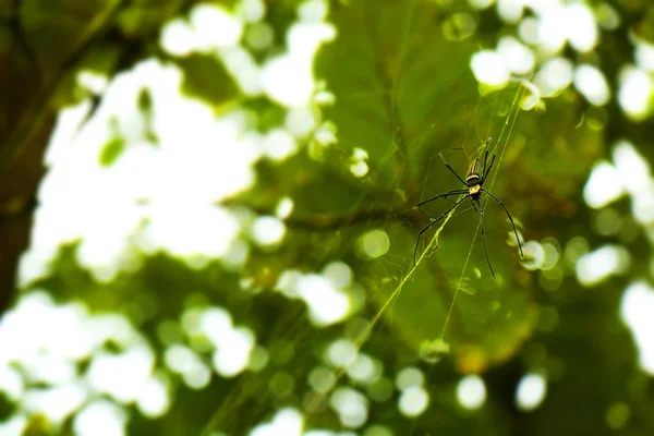 Golden orb-weaver spider in the forest — Stock Photo, Image